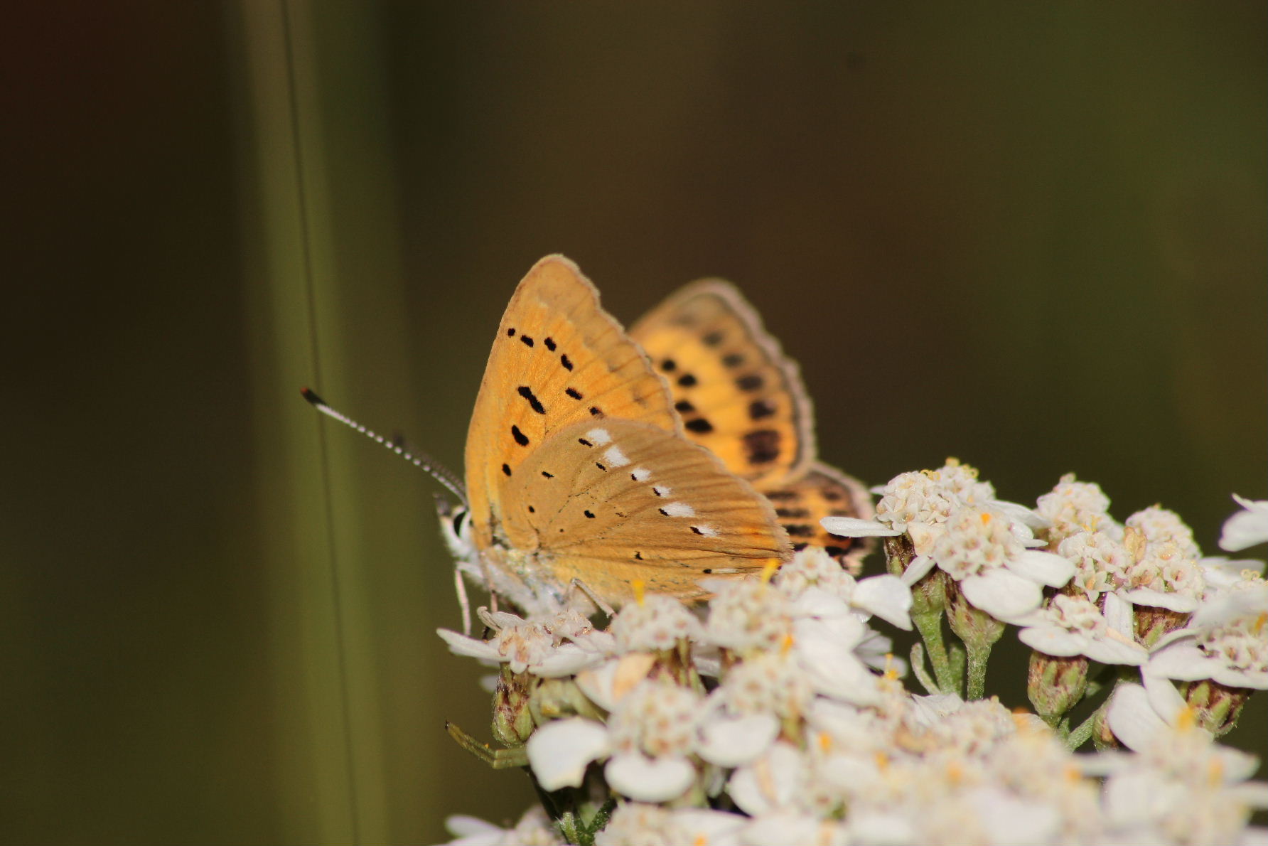 Lepidoptera da determinare-4 - Lycaena virgaureae, Lycaenidae